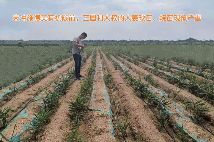 Demei organic carbon fertilizer usage case(圖1)