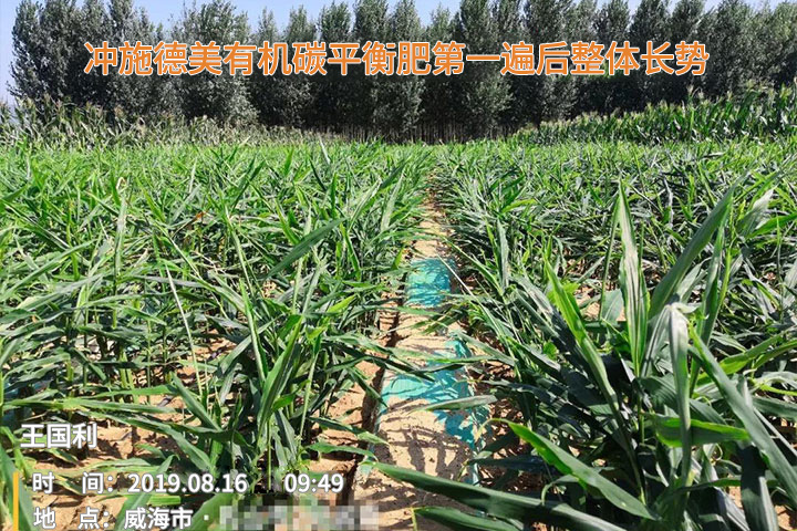 Demei organic carbon fertilizer usage case(圖3)
